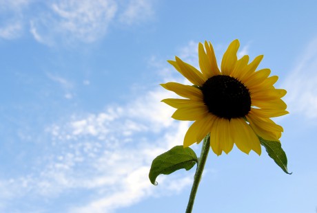 SummerSunflower1.jpg